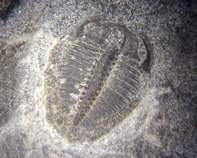 Olenus truncatus (BRNNICH 1871) - Bild © FossNet FossilienStore